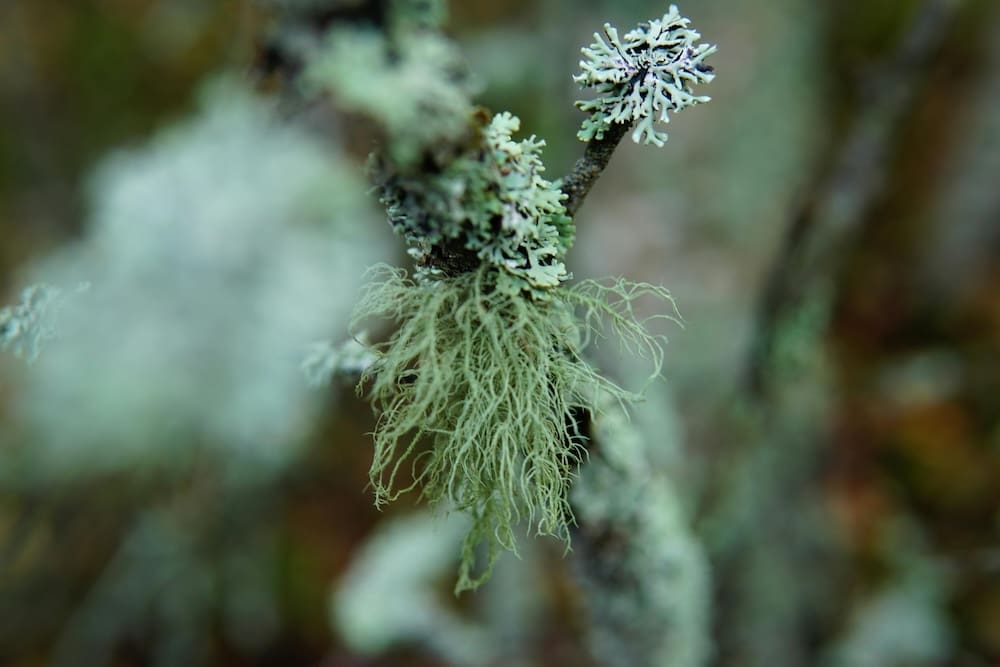 Usnea barbata
