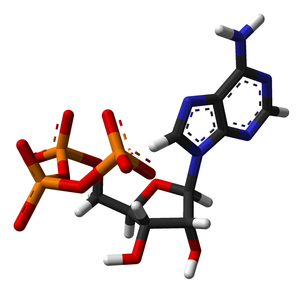 Adenosine triphosphate (ATP)
